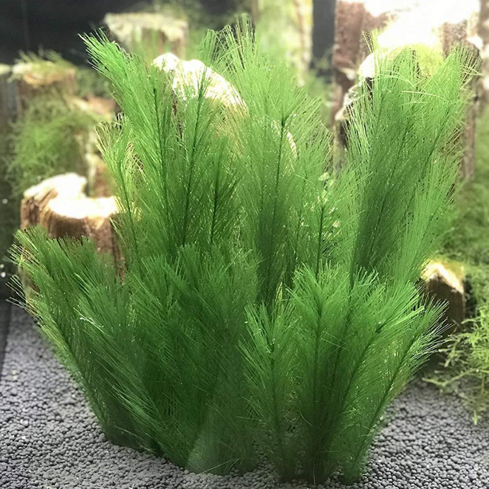 1/3Pcs 28/40cm Aquarium Fish T - Live Plant Aquarium ulasan dan harga