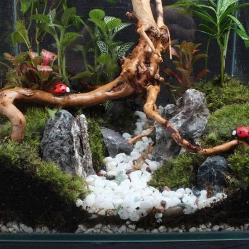 Natural Tree Trunk Driftwood A - Aquarium Plants Live ulasan dan harga