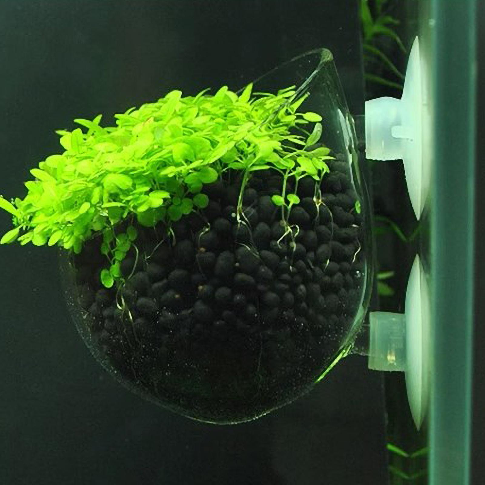 Aquarium Plant Holder Glass Aq - Plant Aquarium Pot ulasan dan harga