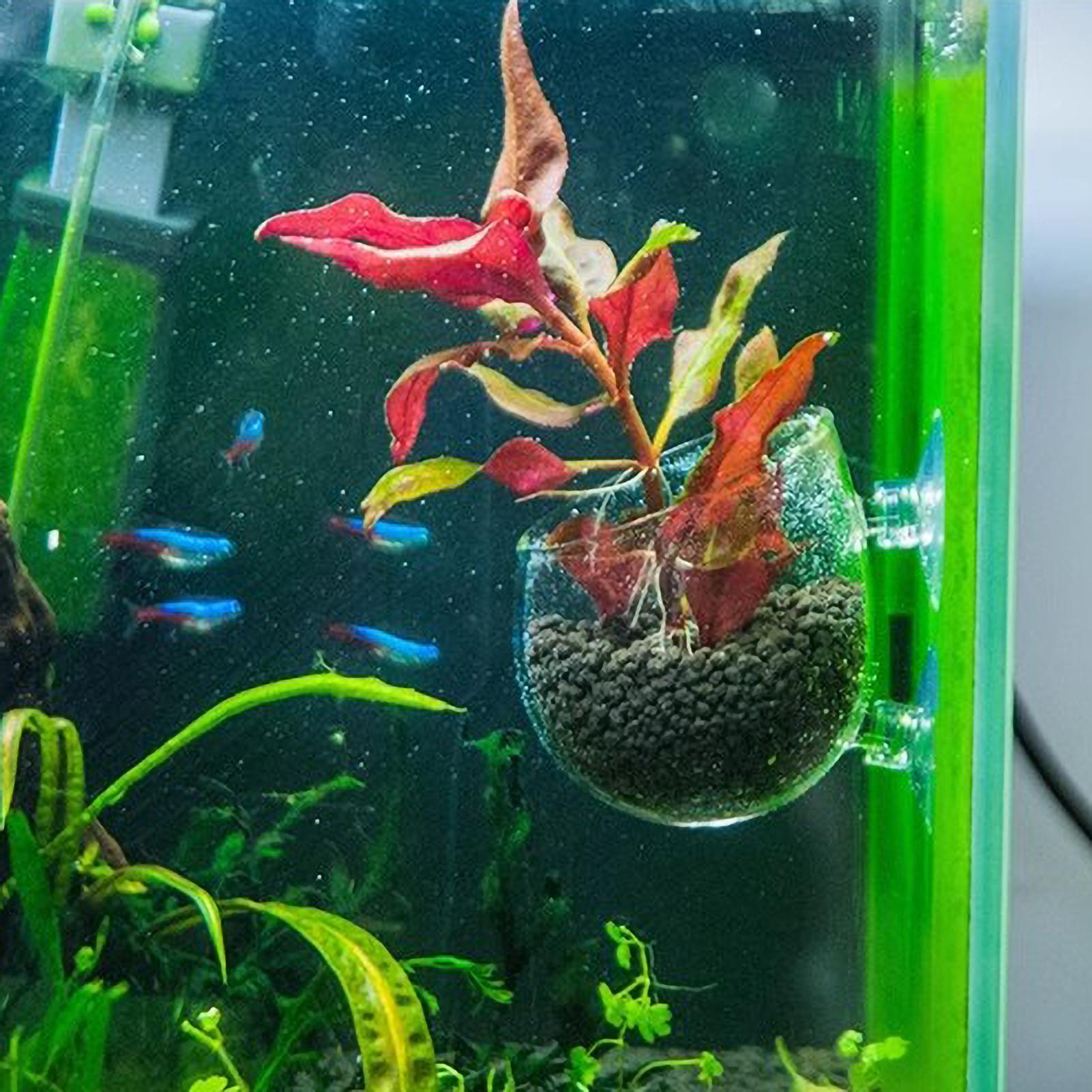 Aquarium Plant Holder Glass Aq - Plant Aquarium Pot ulasan dan harga