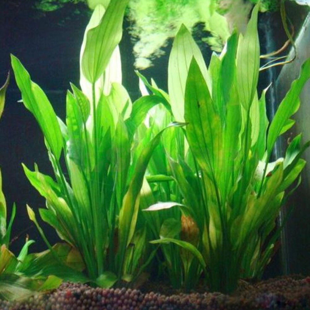 15cm Artificial Aquarium Decor - Live Plant Aquarium ulasan dan harga