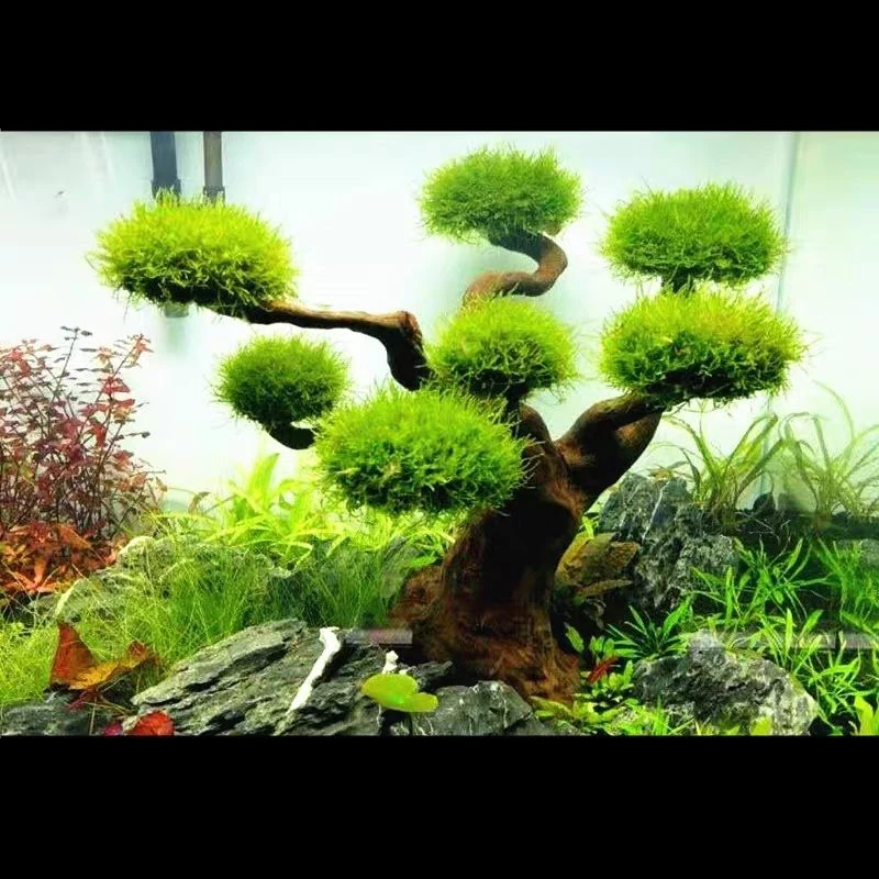 Aquarium Driftwood Landscaping - Aquarium Plant Substrate ulasan dan harga