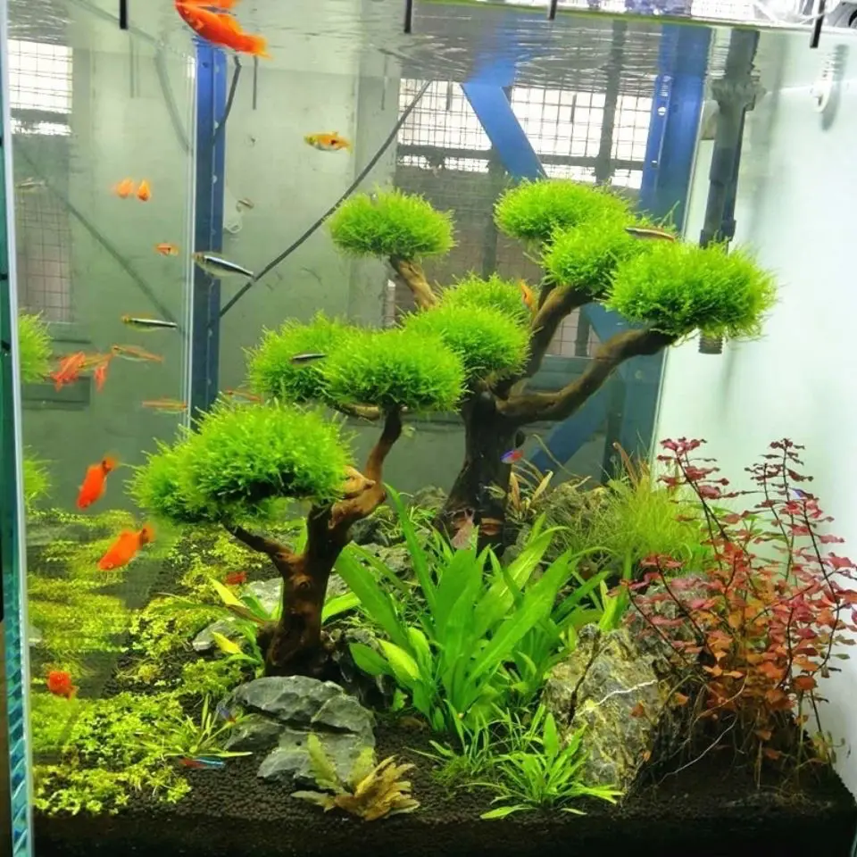 Aquarium Driftwood Landscaping - Aquarium Plant Substrate ulasan dan harga