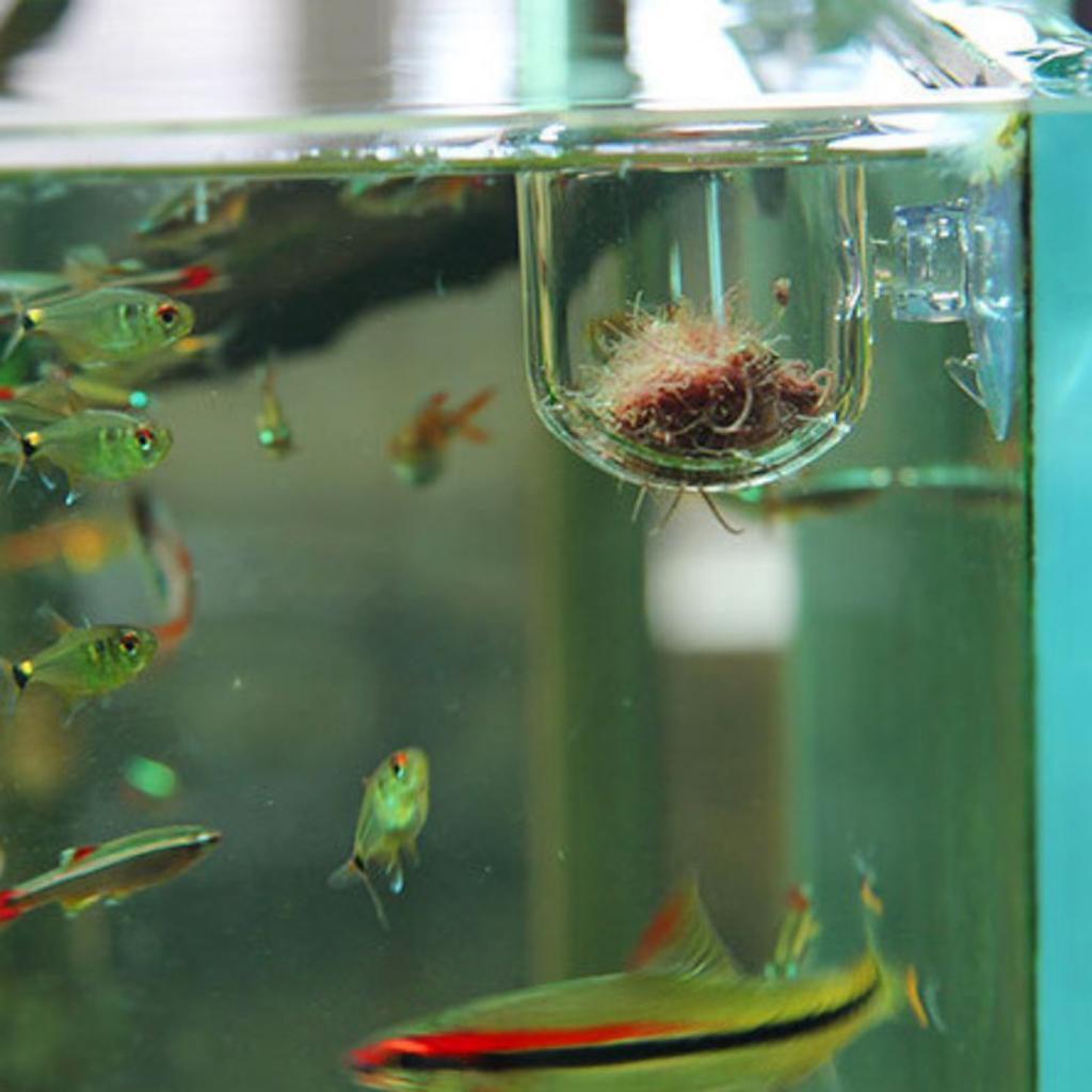 Fish Feeding Basket Glass Aqua - Plant Aquarium Pot ulasan dan harga